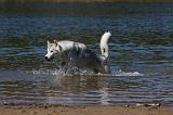 SIBERIAN HUSKY 583